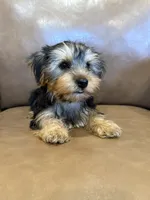 Apollo, a male Yorkshire Terrier for sale in Irvington, KY – 7 of 10