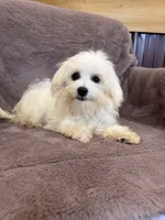 SALE!!! Hazel, a female Maltese for sale in Irvington, KY – 4 of 10