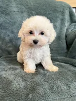 Theodore, a male Maltipoo for sale in Irvington, KY – 10 of 10