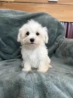 Harris, a male Maltese for sale in Irvington, KY – 5 of 7