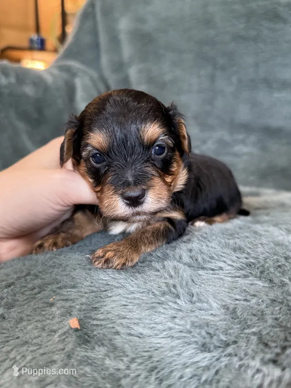 Mateo – Yorkipoo puppy for sale in Irvington, KY