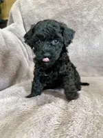 Black girl, a female Poodle - Toy  for sale in Irvington, KY – 5 of 8
