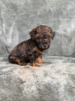 Phantom boy, a male Poodle - Toy  for sale in Irvington, KY – 9 of 10