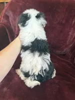 Cookie, a female Morkie for sale in Irvington, KY – 6 of 10