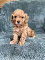 Red boy, a male Poodle - Toy  for sale in Irvington, KY – 6 of 8