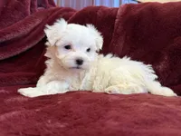 Hannah, a female Maltese for sale in Irvington, KY – 2 of 7