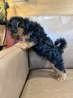 Petey, a male Yorkipoo for sale in Irvington, KY – 3 of 10