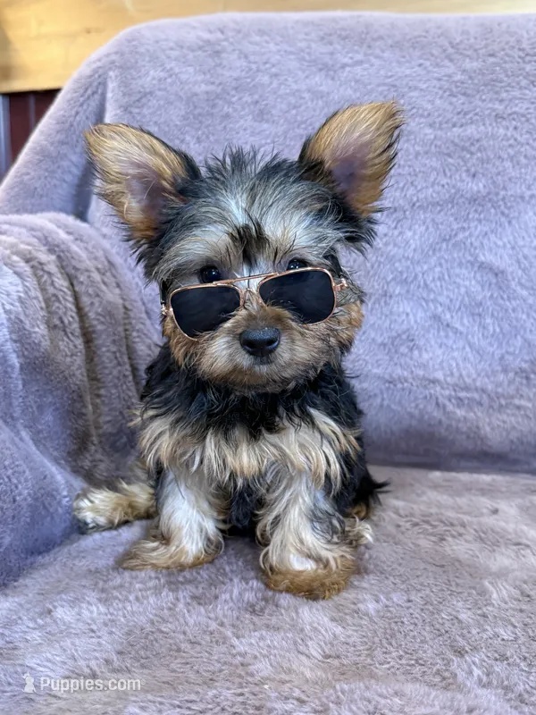 Belinda – Yorkshire Terrier puppy for sale in Irvington, KY