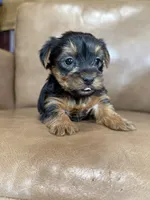 Boo, a male Yorkshire Terrier for sale in Irvington, KY – 7 of 10