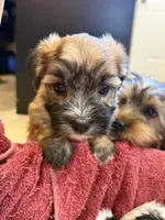 Fannie, a female Maltese and Yorkshire Terrier for sale in Irvington, KY – 6 of 10