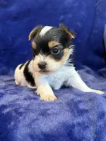 Yuri, a male Yorkshire Terrier for sale in Irvington, KY – Photo 8 of 10