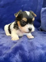Yuri, a male Yorkshire Terrier for sale in Irvington, KY – Photo 9 of 10