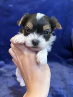 Yuri, a male Yorkshire Terrier for sale in Irvington, KY – Photo 2 of 10