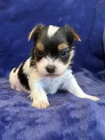 Yuri, a male Yorkshire Terrier for sale in Irvington, KY – Photo 5 of 10