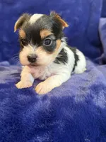 Yuri, a male Yorkshire Terrier for sale in Irvington, KY – Photo 6 of 10