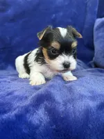 Yuri, a male Yorkshire Terrier for sale in Irvington, KY – Photo 4 of 10