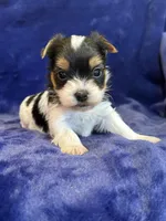 Yuri, a male Yorkshire Terrier for sale in Irvington, KY – Photo 7 of 10