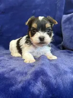 Yuri, a male Yorkshire Terrier for sale in Irvington, KY – Photo 3 of 10