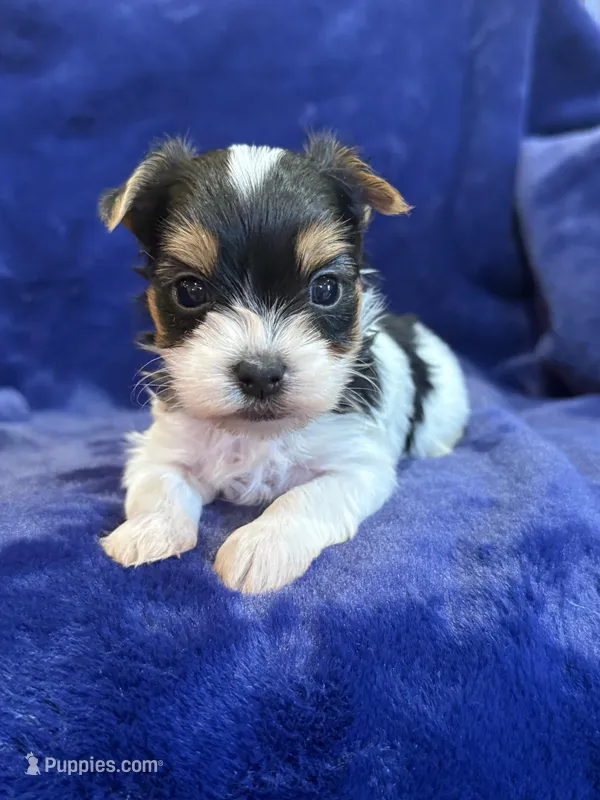 Yuri, a male Yorkshire Terrier for sale in Irvington, KY – Photo 1 of 10