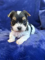 Yuri, a male Yorkshire Terrier for sale in Irvington, KY – Photo 1 of 10