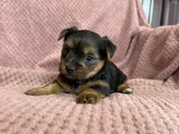 Belinda, a female Yorkshire Terrier for sale in Irvington, KY – 7 of 9