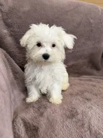 Hannah, a female Maltese for sale in Irvington, KY – 7 of 10