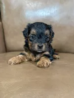 Petey, a male Yorkipoo for sale in Irvington, KY – 3 of 6