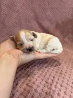 Dewdrop, a male Maltipoo for sale in Irvington, KY – 5 of 6
