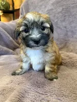 Fannie, a female Maltese and Yorkshire Terrier for sale in Irvington, KY – 8 of 10
