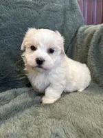 Finnegan, a male Maltese and Yorkshire Terrier for sale in Irvington, KY – 4 of 7