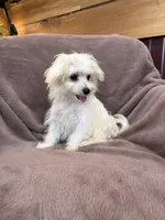 Henny, a female Maltese for sale in Irvington, KY – 8 of 10