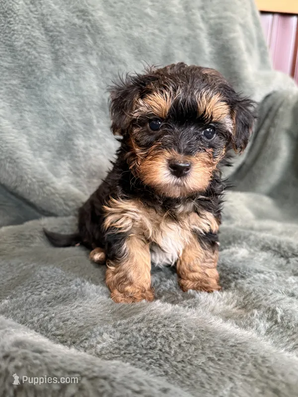 Mateo – Yorkipoo puppy for sale in Irvington, KY