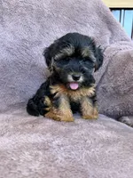 Pixie, a female Yorkipoo for sale in Irvington, KY – 9 of 10