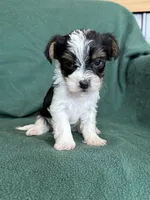 Sammy, a male Yorkshire Terrier for sale in Irvington, KY – 4 of 7