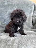 Bob, a male Poodle - Toy  for sale in Irvington, KY – 3 of 8