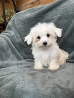Harris, a male Maltese for sale in Irvington, KY – 4 of 7