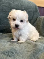 Finnegan, a male Maltese and Yorkshire Terrier for sale in Irvington, KY – 5 of 7