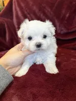 Helen, a female Maltese for sale in Irvington, KY – 8 of 10