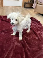 Hannah, a female Maltese for sale in Irvington, KY – 5 of 10