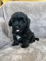 Paisley, a female Yorkipoo for sale in Irvington, KY – 5 of 10