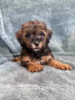 Brody, a male Poodle - Toy  for sale in Irvington, KY – 3 of 6