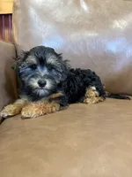 SALE!!! Pixie, a female Yorkipoo for sale in Irvington, KY – 2 of 8
