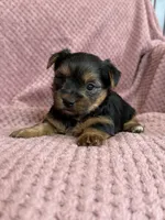 Belinda, a female Yorkshire Terrier for sale in Irvington, KY – 4 of 9