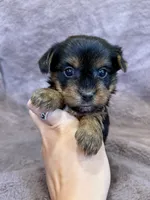 Dandelion, a female Yorkshire Terrier for sale in Irvington, KY – 7 of 9