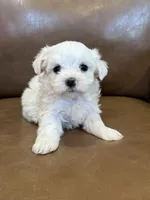 Harris, a male Maltese for sale in Irvington, KY – 2 of 6