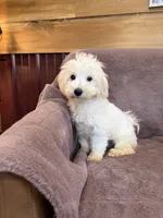 SALE!!! Hannah, a female Maltese for sale in Irvington, KY – 4 of 10