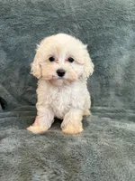 Theodore, a male Maltipoo for sale in Irvington, KY – 4 of 10