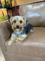 Callie, a female Yorkshire Terrier for sale in Irvington, KY – 6 of 6