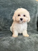 Theodore, a male Maltipoo for sale in Irvington, KY – 1 of 10