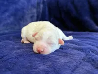 Sterling, a male Maltipoo for sale in Irvington, KY – 6 of 7